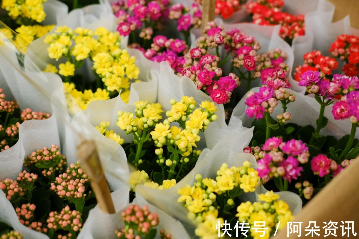 花花|小花盆才能养好的花,种在大盆里太危险,一不小心就烂根