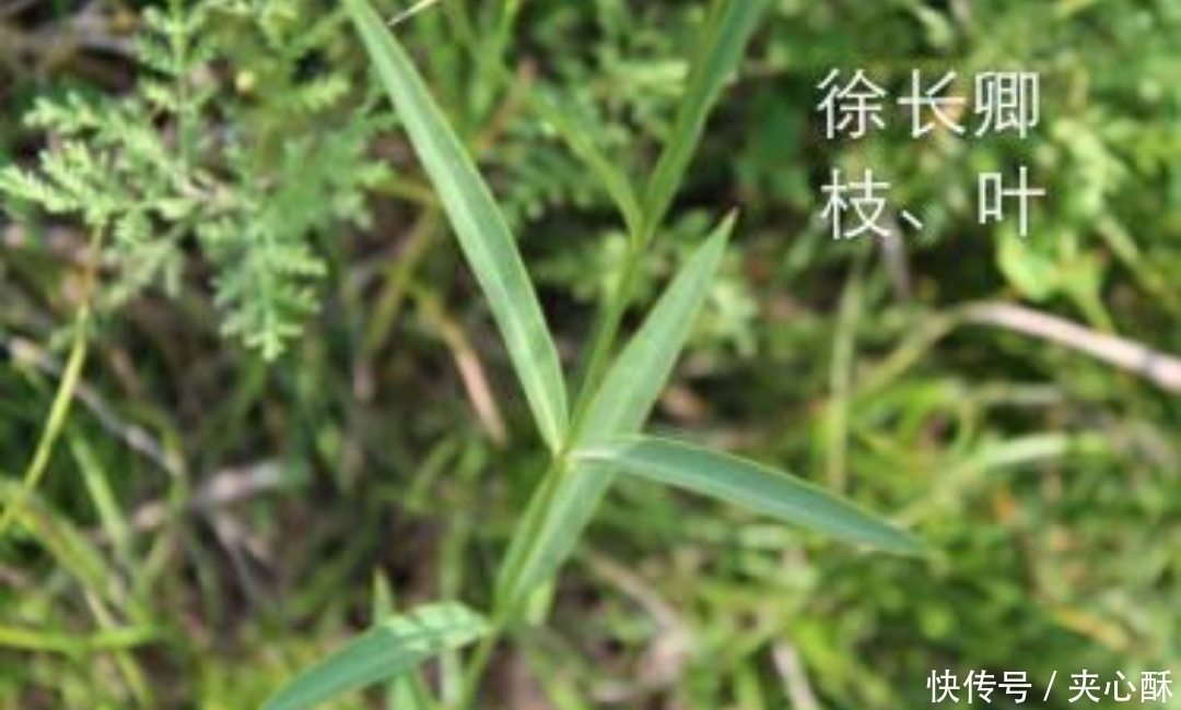 治疗|农村一种野草,蛇见到掉头,药用价值高,治疗牙痛有奇效,了解下
