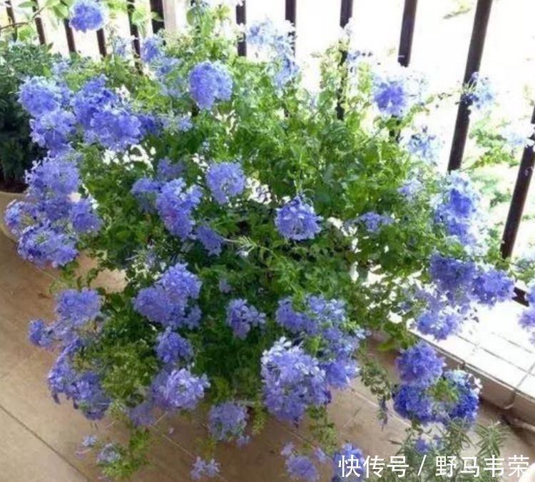 7月就养3种花，耐热又耐旱，懒人新手都能养得好，开花不断