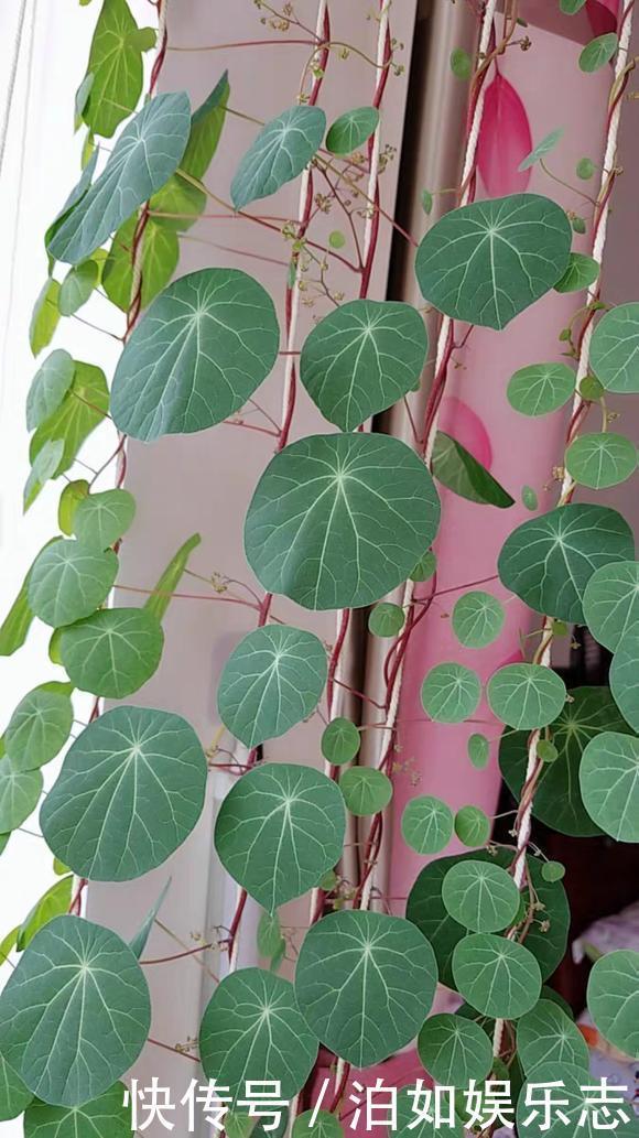 这些植物“老寿星”,个个能活100岁,泼辣无比,比人还长寿