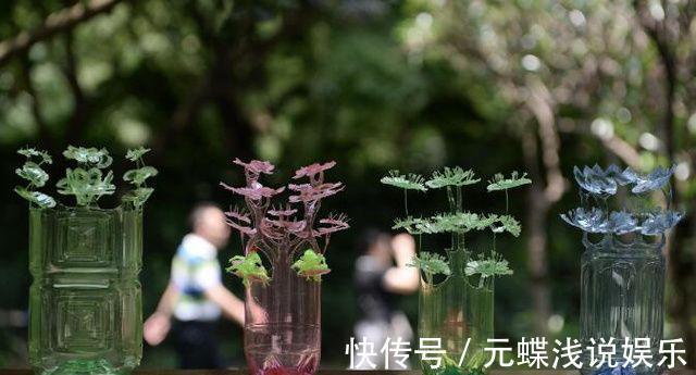 塑料瓶子不要扔,免费做出最美盆栽,养一棵铜钱草也美翻了