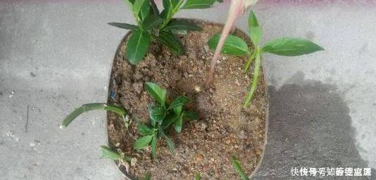 这五种花儿,一个枝条就能种,爬藤爬满墙,开花又多又漂亮