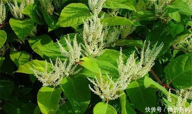 野草|农村这些植物野草，以前拿来当菜吃，如今很多年轻人都没见过！
