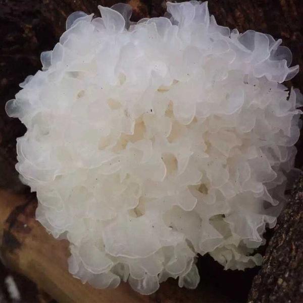 辣木籽|长期睡眠不足对身体伤害很大,多吃4种食物缓解失眠,倒头就睡