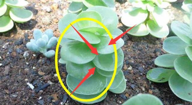 家里要养的4种植物,聪明人都在养,财源滚滚更富裕!