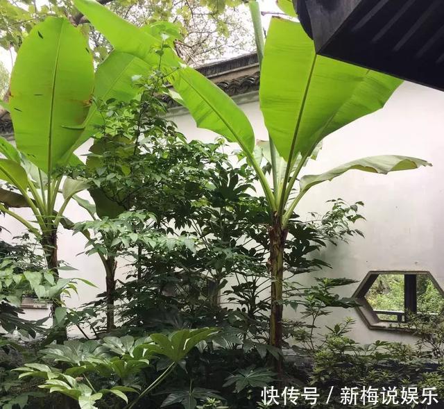 庭院种什么树好有些树真不能乱栽