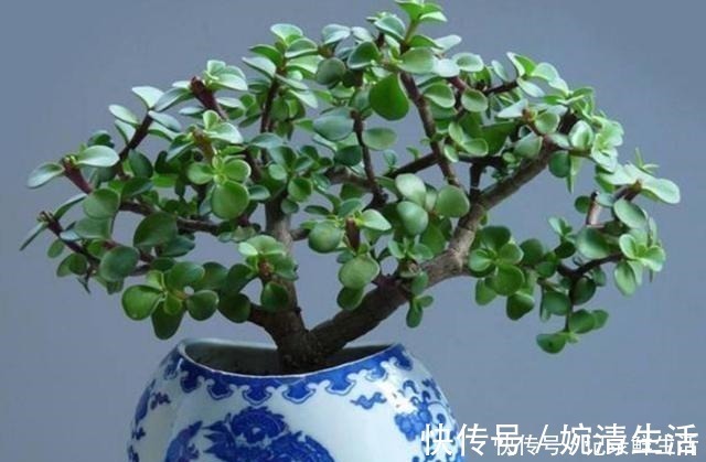 多肉植物|常见的4种多肉植物，也能养成漂亮的盆景，观赏效果更佳！