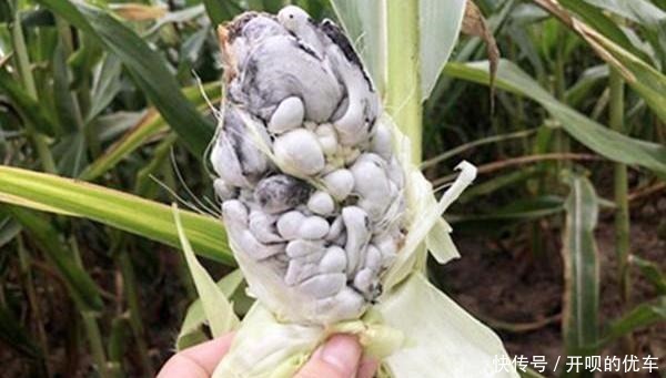 玉米上的这种真菌，被称作“天然黑松露”，价值高，农村懂得很少！