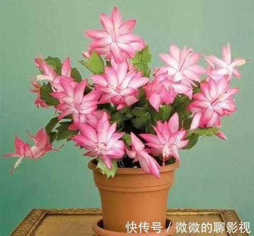 这么给蟹爪兰浇水，蟹爪兰不但没死，还越长越好