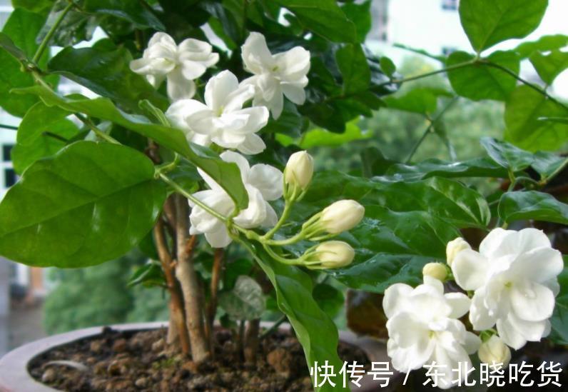 立冬前养茉莉花,3件事不能偷懒,做好了安全过冬,来年花开满枝