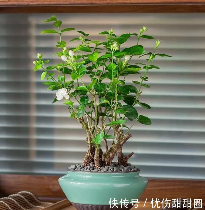 修剪|养茉莉花有“3点”很重要,株型更美,开花更多,又香又好看