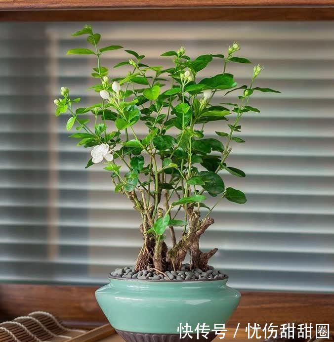 修剪|养茉莉花有“3点”很重要，株型更美，开花更多，又香又好看