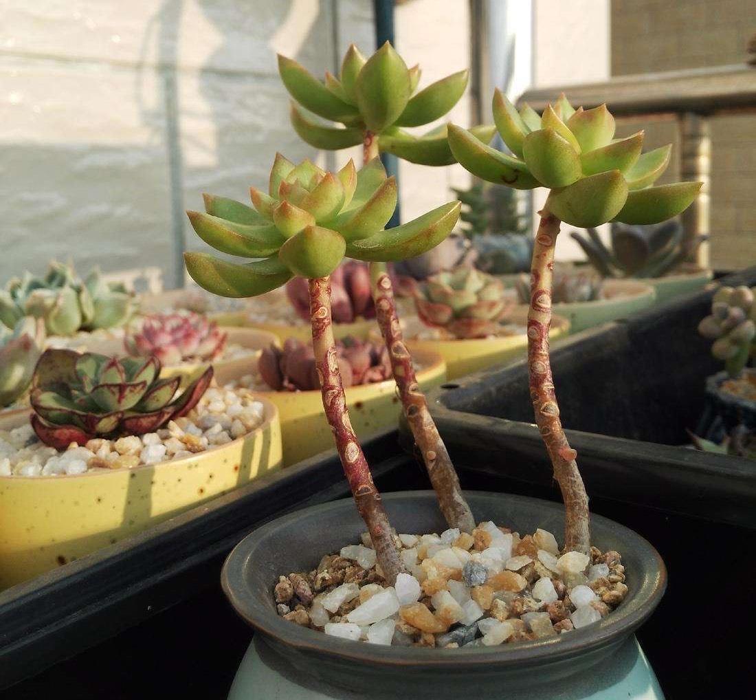 黄丽|让黄丽矮矮壮壮,颜色呈橘黄色,别忘这“两步”,变更美了