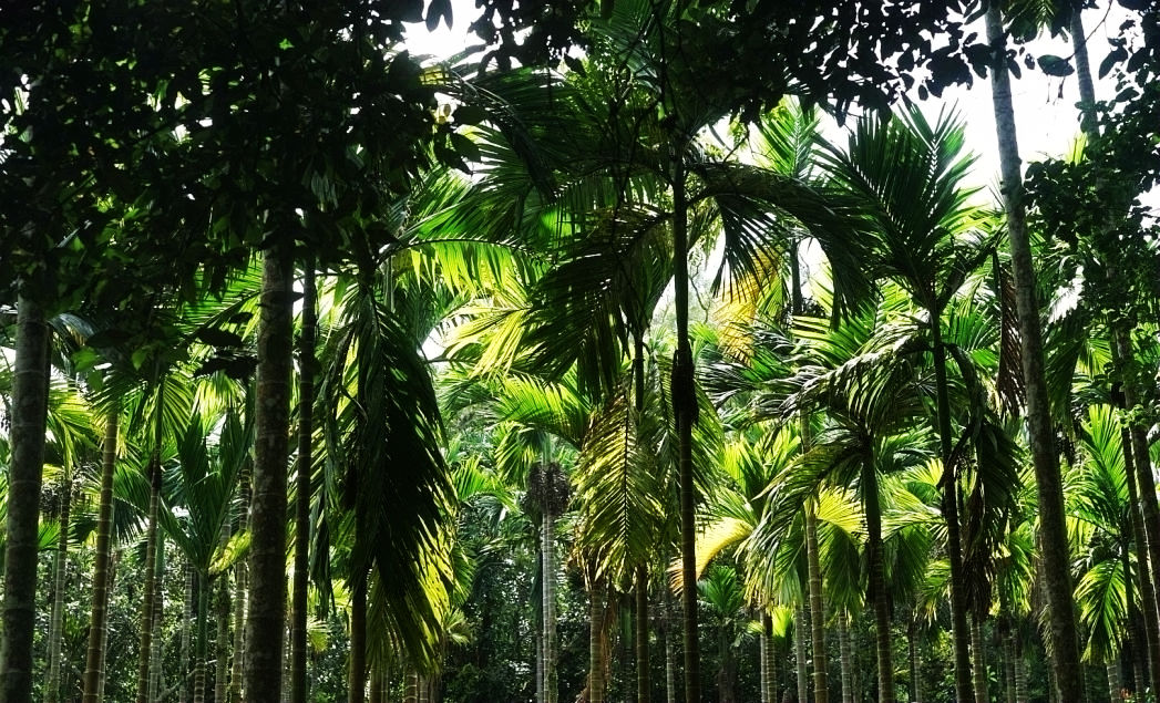 热带经济|美丽的植物园，独特的植物景观——游兴隆热带植物园