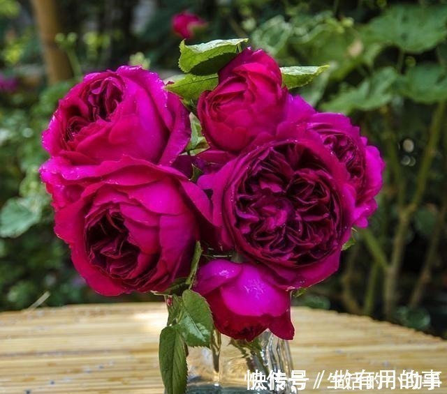 25款包子型月季,花开永不败,大花好养又丰花,新手推荐种植!