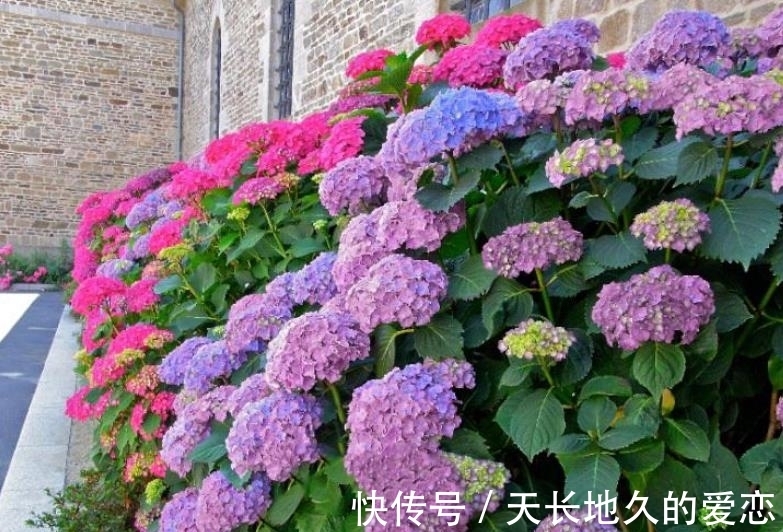 绣球|都说绣球花好看不好养,其实做好3点,养好并不难