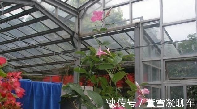 虎皮兰土里加这1种东西,不用再施肥,叶片都能蹭蹭长1米多高