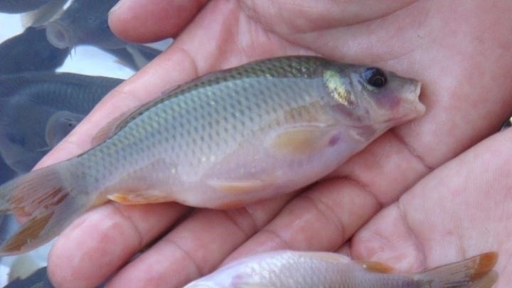 为什么说野钓就要钓钝,这几个原因告诉你,钓钝到底有多实用