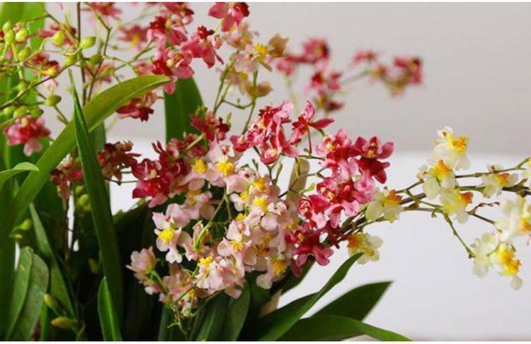 4种花漂亮又好养,越养越“值钱”,养10盆也不嫌多!