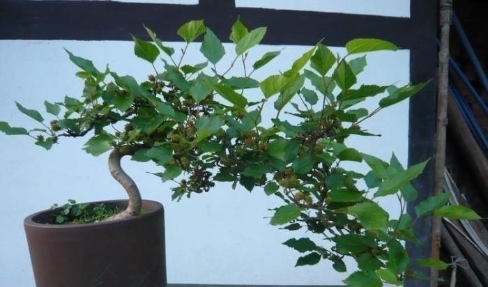 阳台能养殖的盆栽水果，开花又结果，好吃好看，养殖简单新手能养