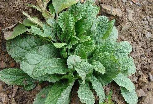 野草|农村到处都是宝，3种野草，祛风湿，养肝护肝，养心安神，抗衰老