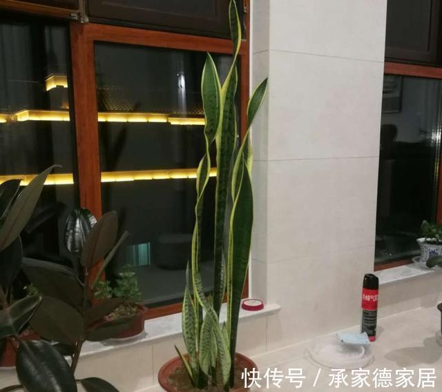 繁殖|天凉了，家里养花，准备开始玩扦插了，一棵变十棵，真有趣