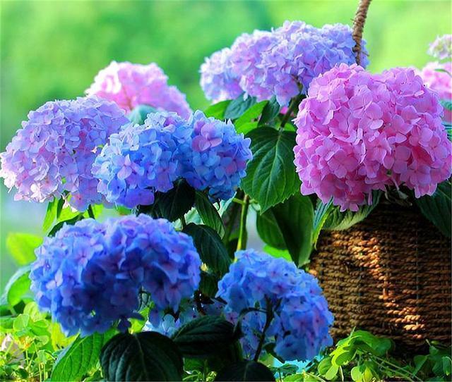 绣球花开爆了,花后早做2件事,枝繁叶茂长得壮,来年开成大花球