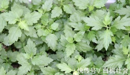 身体不适|预防衰老的好食物,女性坚持吃,改善月经不调,滋养身心,显年轻