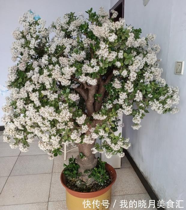 1种盆栽的“传家宝”,养得越久越值钱,个个成老桩