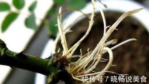 5种常见的“生根水”，掐个枝条泡水里，插条生根快，简单、实用