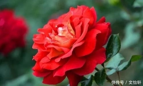 品种|100个月季品种,千姿百态,每个都很漂亮,图名并茂,值得收藏