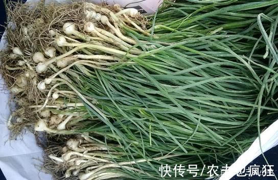 手软|俗称“野藠头”,路边常成片生长,见到别手软,营养赛过大蒜