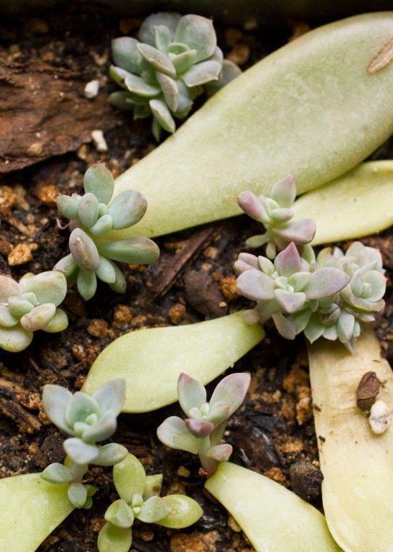 肉友不知道的多肉小苗养护方法