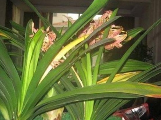 君子兰|君子兰患黄化病2年,大胆在盆中倒点“它”,叶片变得又肥又绿!
