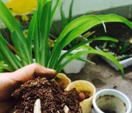 李大姐养吊兰,专用“土法”养,养出“白玉”根,叶还宽!