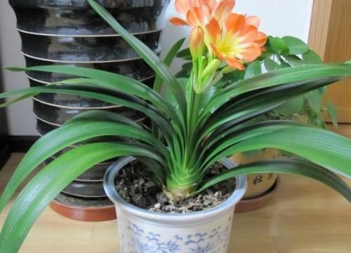 君子兰|君子兰夹箭不开花,别慌,学会这些轻松搞定