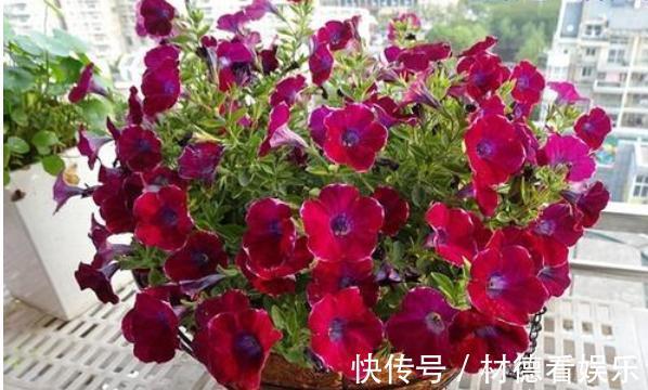 透水性|养花配土加点“它”,土壤透气有营养,根系满盆,植株健壮开花多