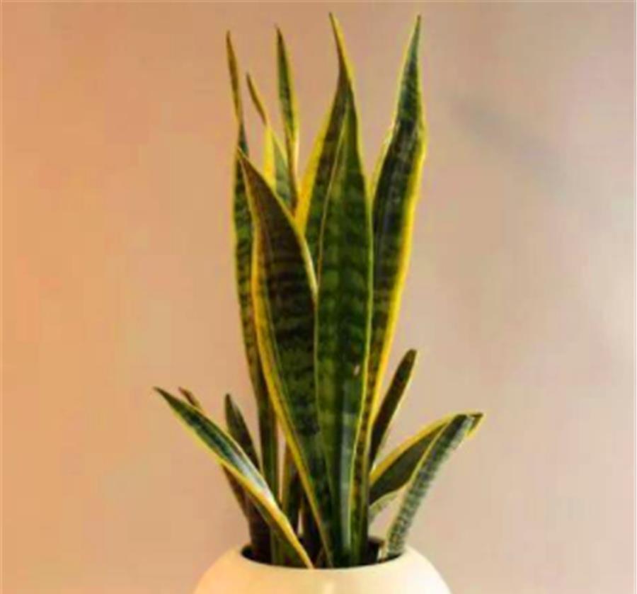 叶子|夏天虎皮兰有“4怕”,难怪叶片化水还烂根,学会了叶子肥新芽多