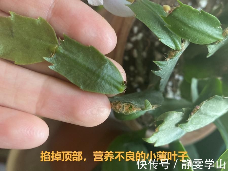 叶子|养护蟹爪兰，要注意8个要点，才能开出仙气飘飘花