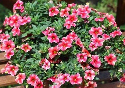 此4种花,芳香素雅,绿叶白花,格外清丽可爱,入手不亏