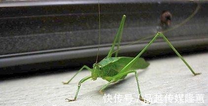 作画&梵高作品发现128年前蚱蜢,网友:潜伏了这么久,还是被发现了