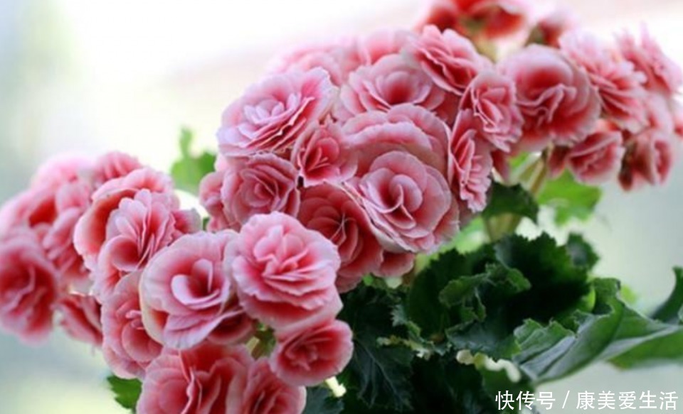 丽花|3种花自带财运，家里养一盆，开花就爆盆，不易生病好养护