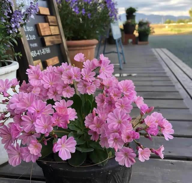 春天养露薇花，学会这几点，开花多又漂亮，花繁色艳人人夸