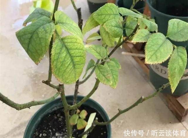 烂根|只要1样东西,保你的花从不烂根、黄叶,长得还比别人快10倍!