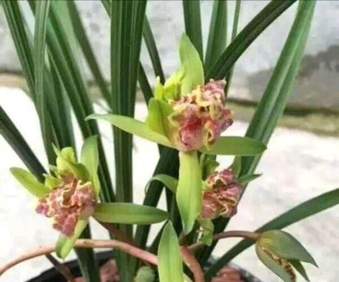 蕙兰有了花苞还能上盆吗，该怎样养护，掌握方法技巧