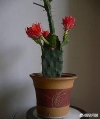 仙人掌嫁接长寿花，怎么才能成活？