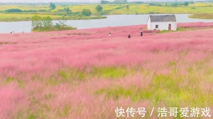 粉黛|惊艳！花海金灿无垠、粉黛如梦如幻，蜀山秋日美景“上新”