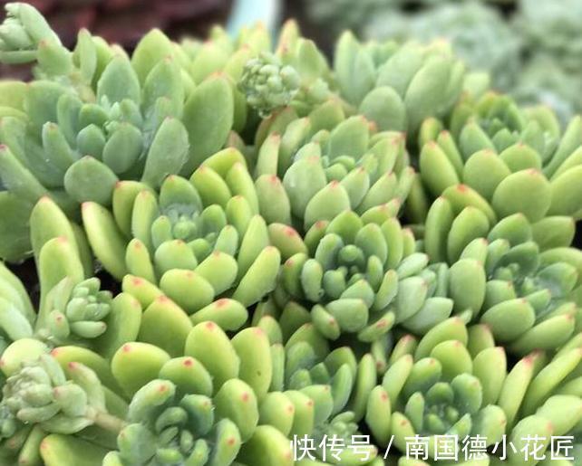 新买的多肉回家做了这一步，可以减少多肉90%死亡率