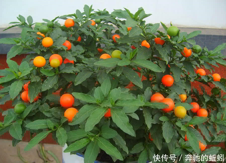 适合家养的观果盆栽,这4种你了解一下,入手不亏