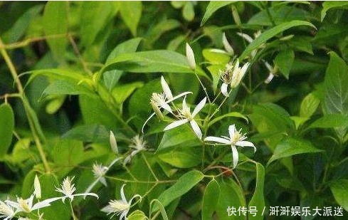 医生|医生提醒现在吃以下3种野菜,预防糖尿病,降胆固醇,抑制肿瘤